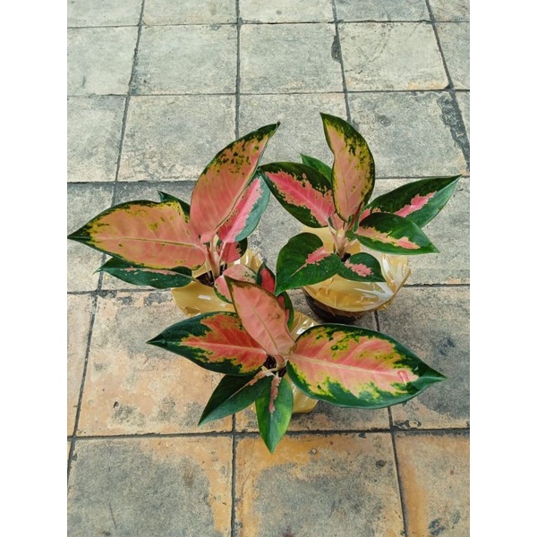 red anja+kochin tembaga