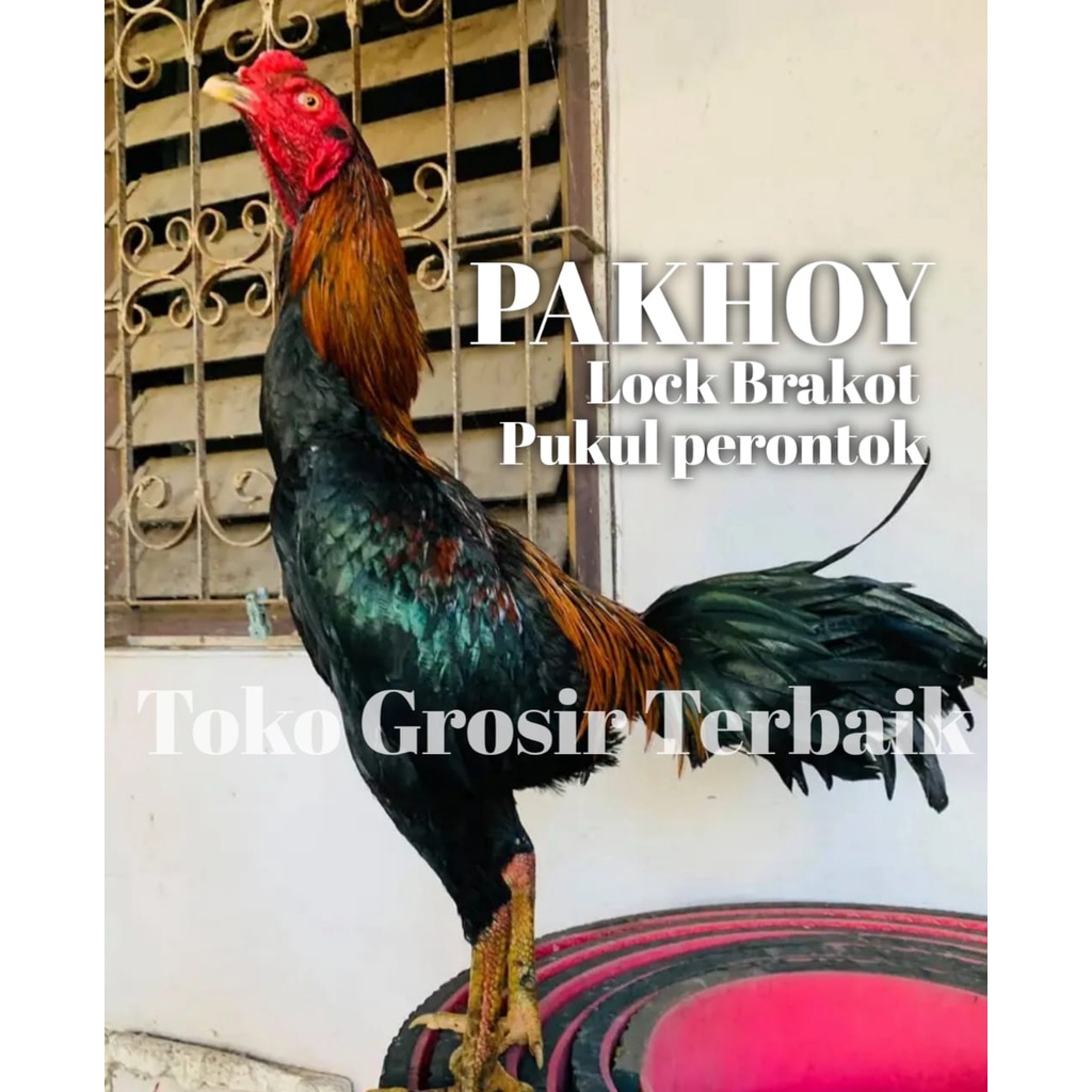 ayam bangkok pakhoy brakot pukul keras f1 redstone manedaeng telur siap tetas