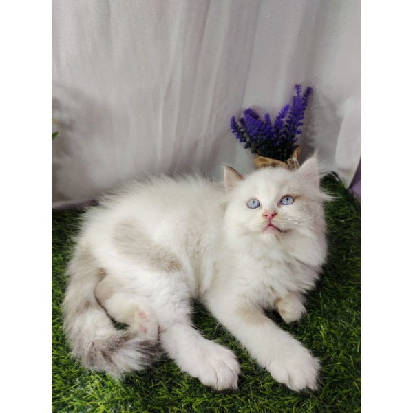 kucing Persia flatnose