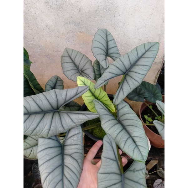 Alocasia bisma silver