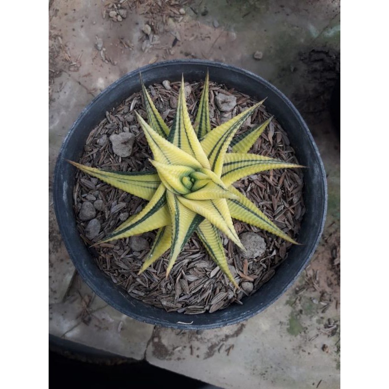 Sekulen hias Hidup Jenis Gurita (Varigata) Warna kuning hijau Unik