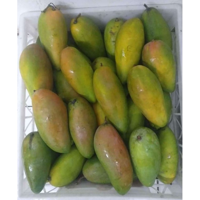 

Buah Mangga Thailand Kiojay Fresh / 1Kg