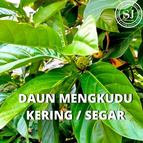 DAUN MENGKUDU KERING / SEGAR