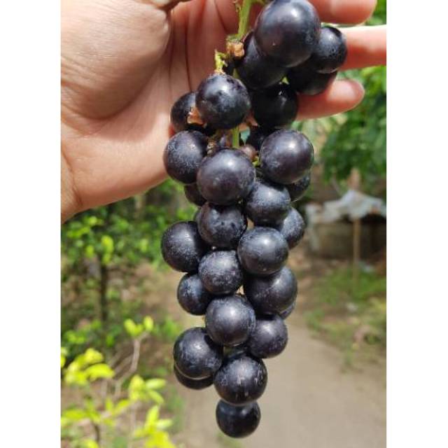 BIBIT ANGGUR LOKAL STEK BATANG/TANAM CUTTING/BATANG TUA,CEPAT BUERBUAH SUPER UNGGUL