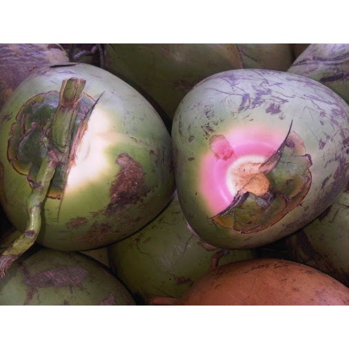 

KELAPA IJO