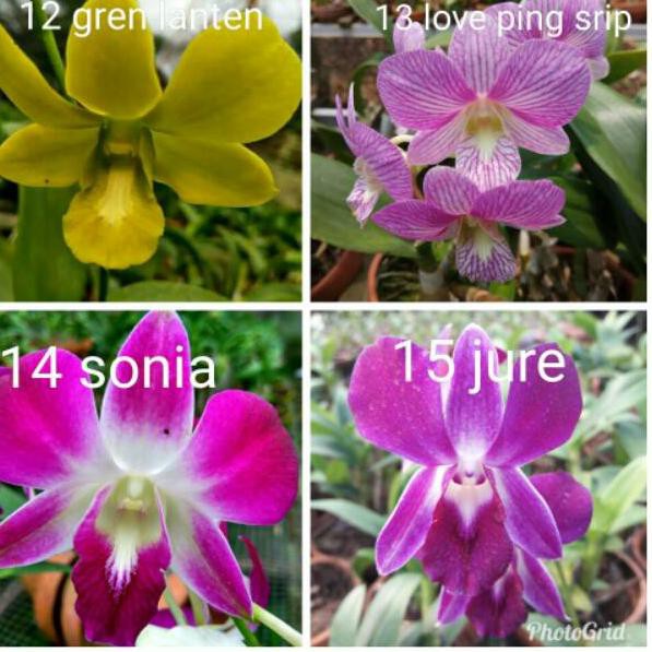 ・ dd Anggrek Dendrobium Remaja Dewasa Bangkok (THAILAND) Terlaris`