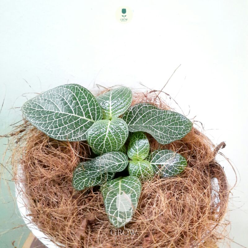 tanaman fittonia green white