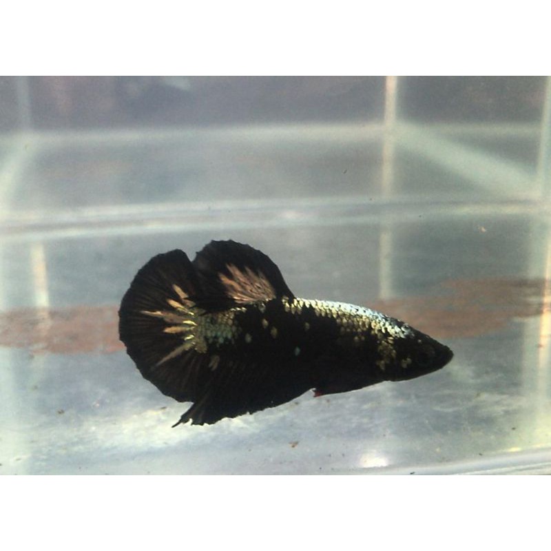 Avatar cooper gold realpict bukan sample rintik sudah mantep