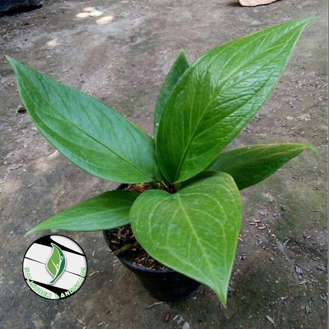 Tanaman hias anthurium jenmani cobra / tanaman hias anthurium jenmani