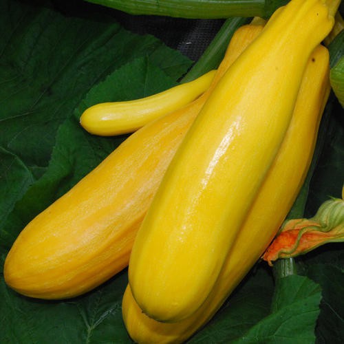Benih Zucchini - Zukini - Timun Jepang
