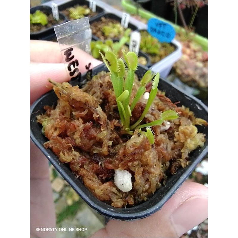 Venus Fly Trap South West Giant SWG Venus FlyTrap South West Giant Venus FlyTrap SWG