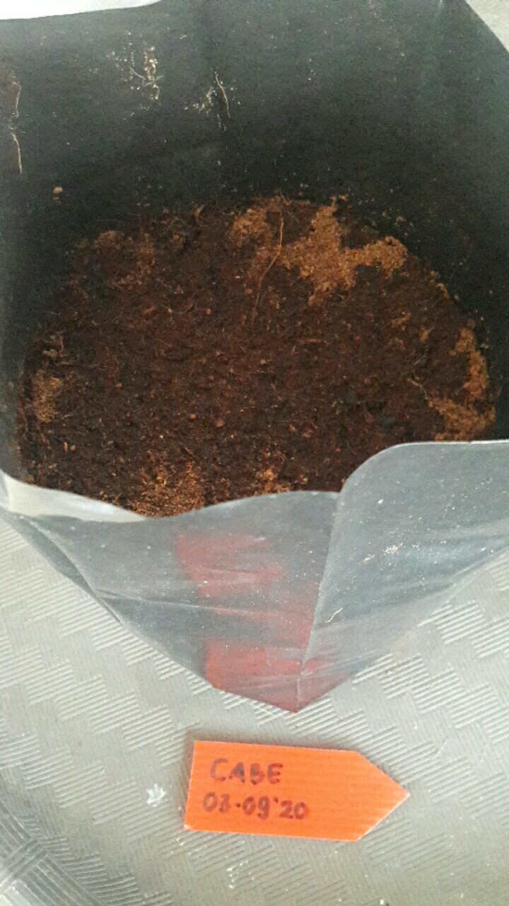 Paket Berkebun Tanam Polibag Sayuran Pg Kdr