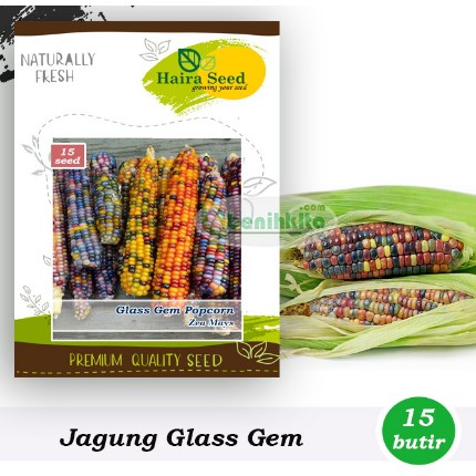 Benih-Bibit Jagung Popcorn Glass Gem (Haira Seed)