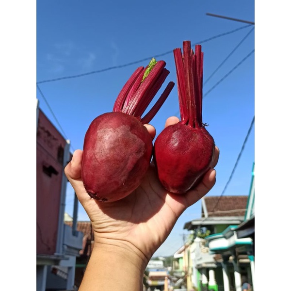 

Buah bit segar 1Kg SUPER/Beet Root/ Buah Bit/Herbal/Buah Segar/Free Packing kardus