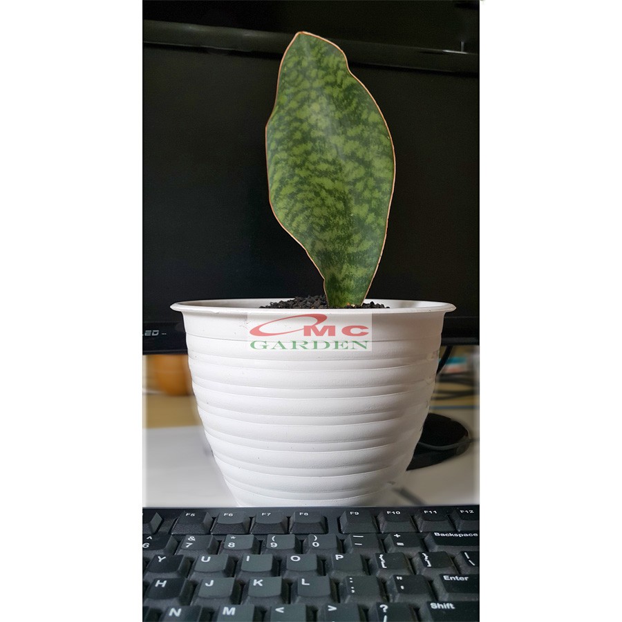 Lidah Mertua Sansevieria Sansivera Sansiviera Sensiviera Masoniana Giant Whale Fin Centong Jumbo LM-