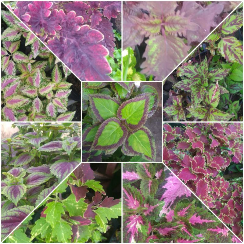 Tanaman Hias Miana premium lebih dari 30 jenis langka - Bunga Caleus Jawer