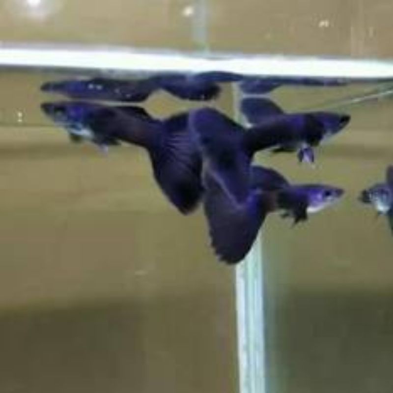 

Ikan Guppy Black Moskow (jantan)