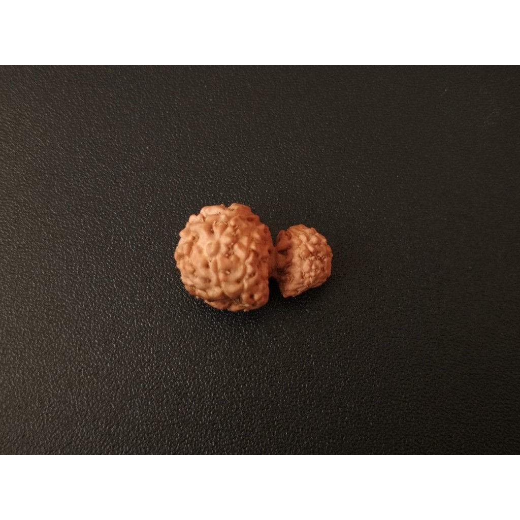 Jenitri Garb Gauri D20.4x13.5 Mukhi 12 Rudraksha Genitri Bagong12.1