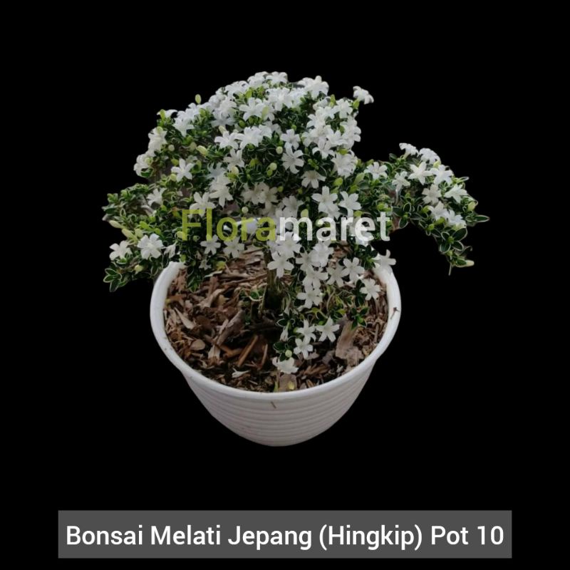 Bonsai melati jepang - hingkip berbunga putih pot 10cm