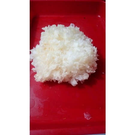 jamur sop temanten solo / jamur putri salju / snow white fungus / jamur putih