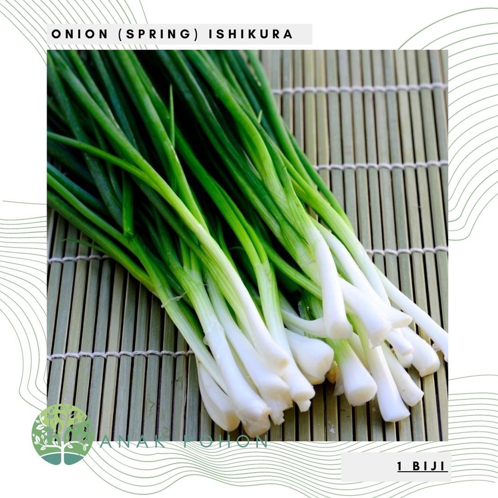 Benih Bibit Biji - Scallion Onion (Spring) Ishikura Daun Bawang Herb Seeds - IMPORT