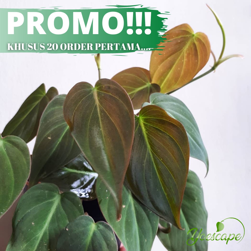 PHILODENDRON MICANS - BUKAN  PHILODENDRON MELANO - SIRIH - PHILO MICAN