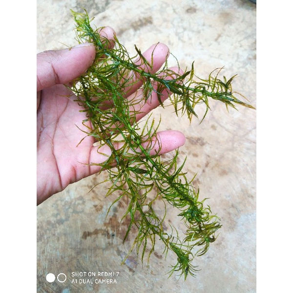 ganggang air hydrila tanaman air  hidup untuk aquarium