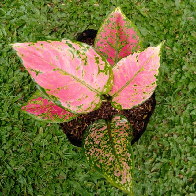 Bunga Aglonema Dud anjamani (full merah)