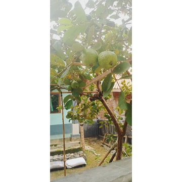 

jambu kristal/jambu segar