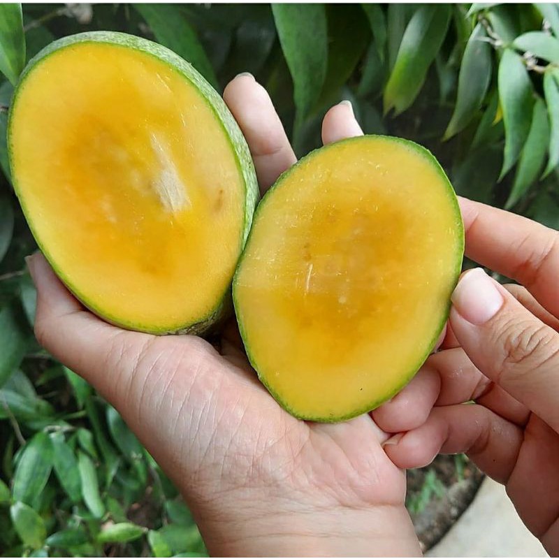 

Mangga Manalagi Madu