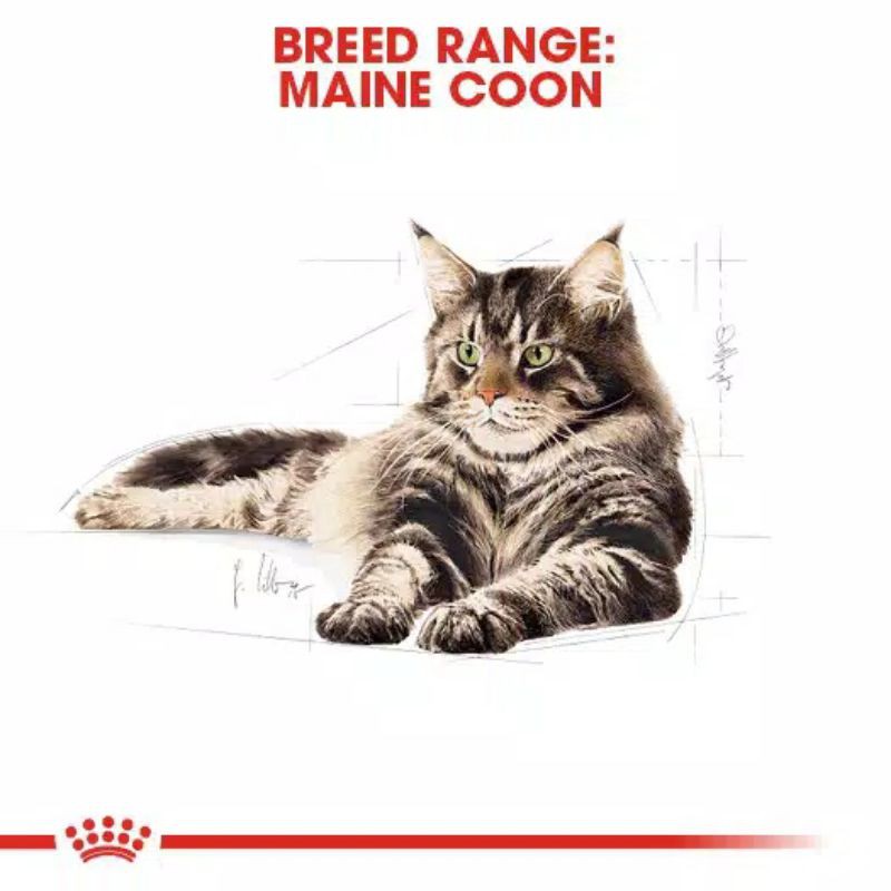 Royal Canin Maine Coon Adult 4kg Freshpack / Makanan Kucing Maine Coon Dewasa