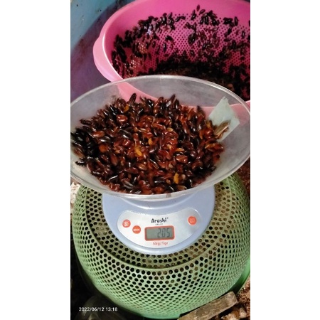 Umpan mancing Ceremende Ceremenje kecoa batu 200 gram