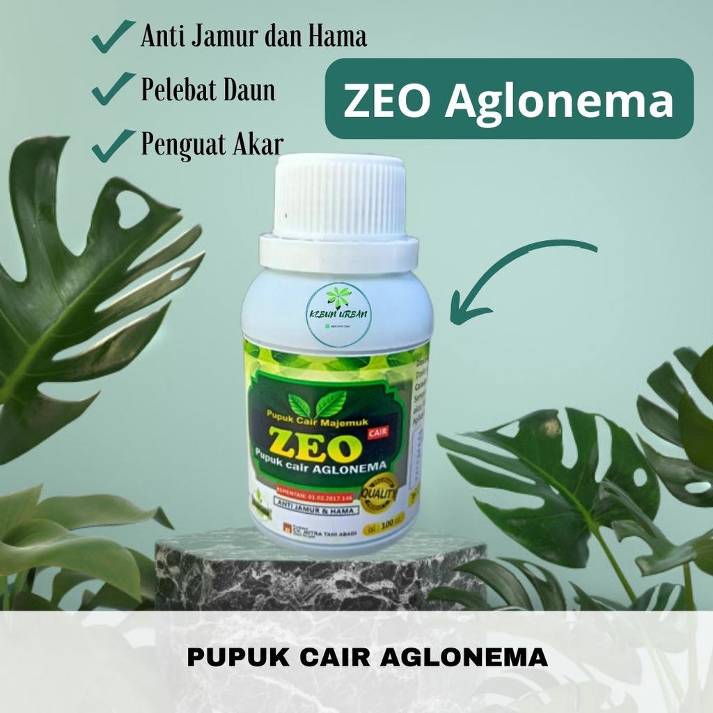 PUPUK PERAWATAN TANAMAN AGLONEMA, PUPUK SPESIAL AGLONEMA