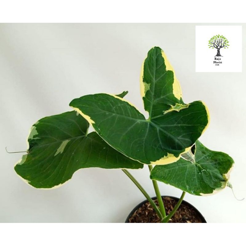 Keladi TIkus Varigata