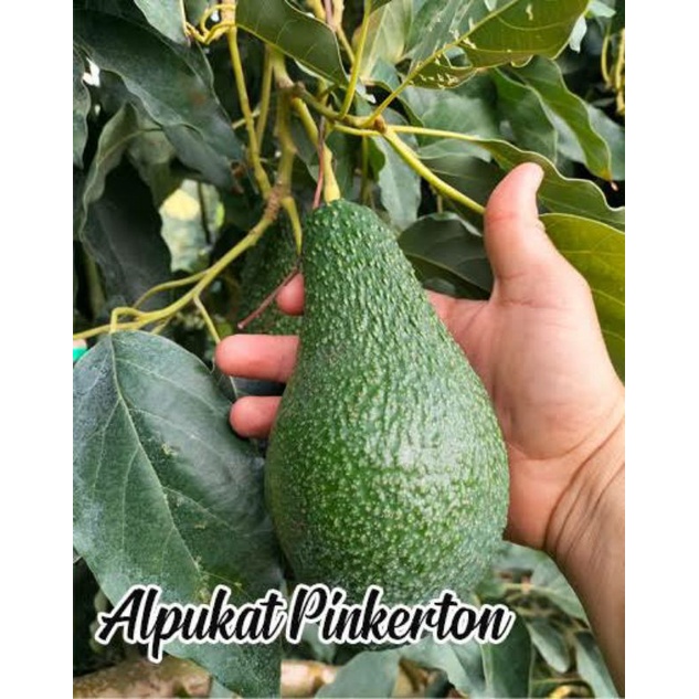Entres Batang Segar Alpukat Impor Pinkerton Super