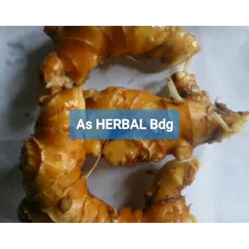 

Umbi Panglai Rimpang Panglai Segar 100 gram-az