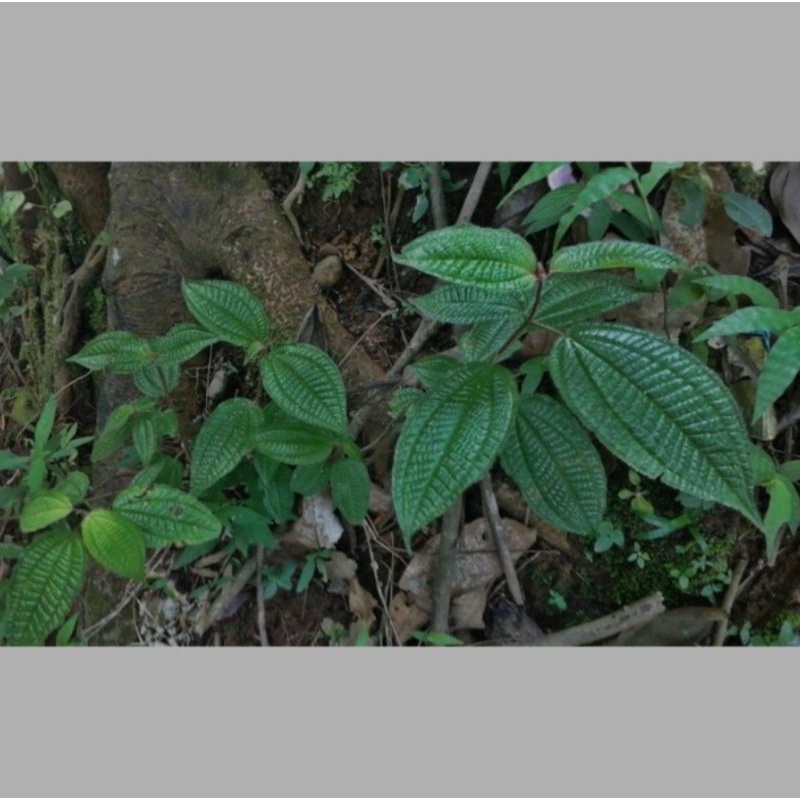 

Daun harendong bulu/senggani daun bulu