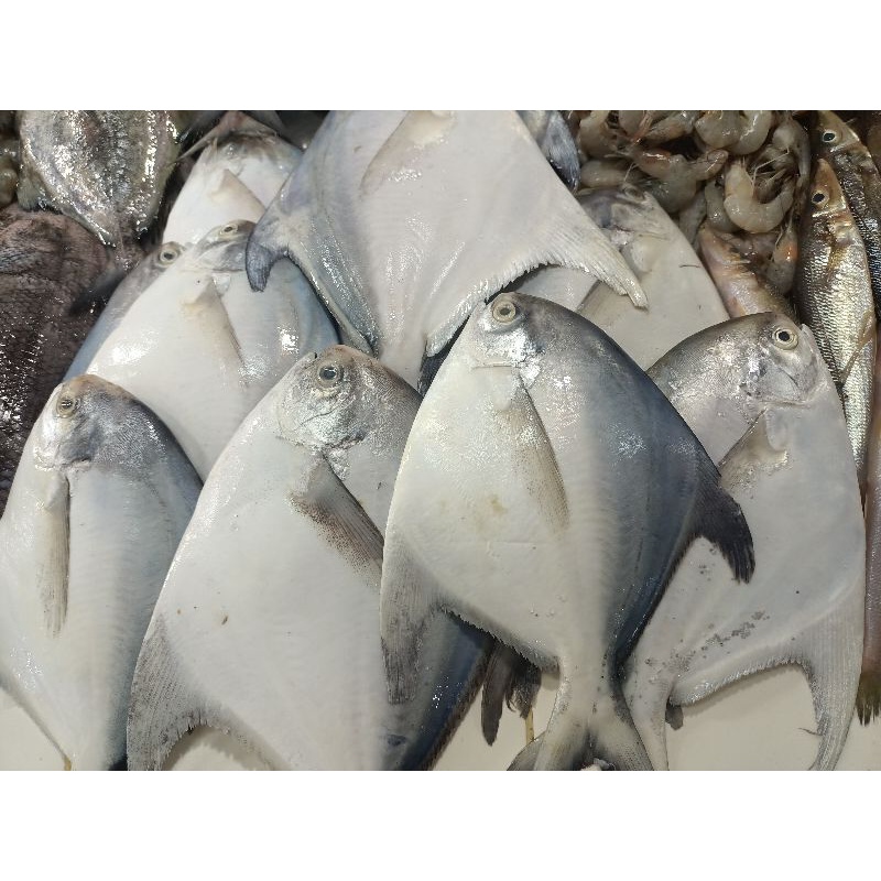 

Ikan Bawal Putih size 200gr