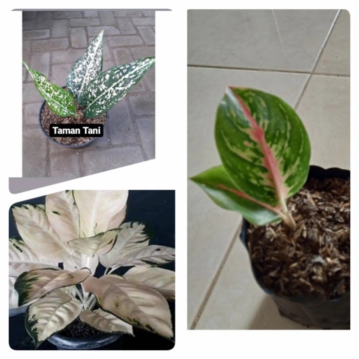 SALE Spesial Promo Paket hemat anakan aglonema