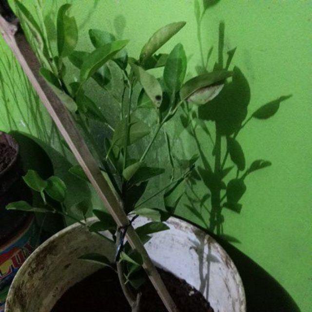 Bibit/tanaman Jeruk California Import/bibit Unggul Jeruk California Hasil Okulasi