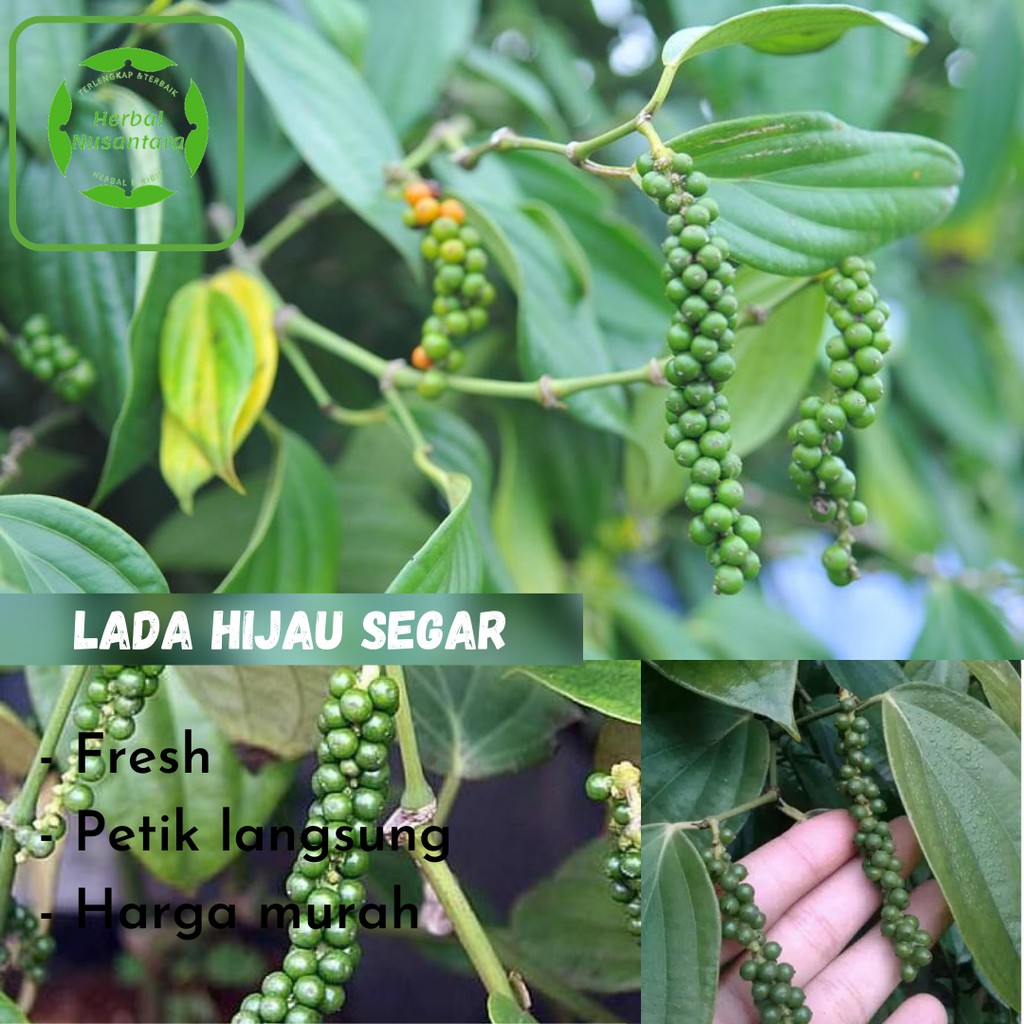 

[ Fresh produk ] Lada hijau segar 100 gram ( petik langsung )