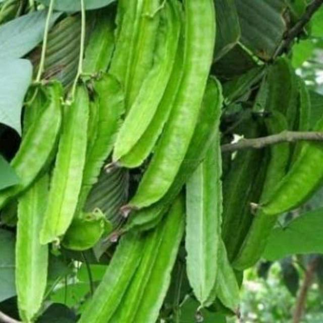 

Sayur Kecipir