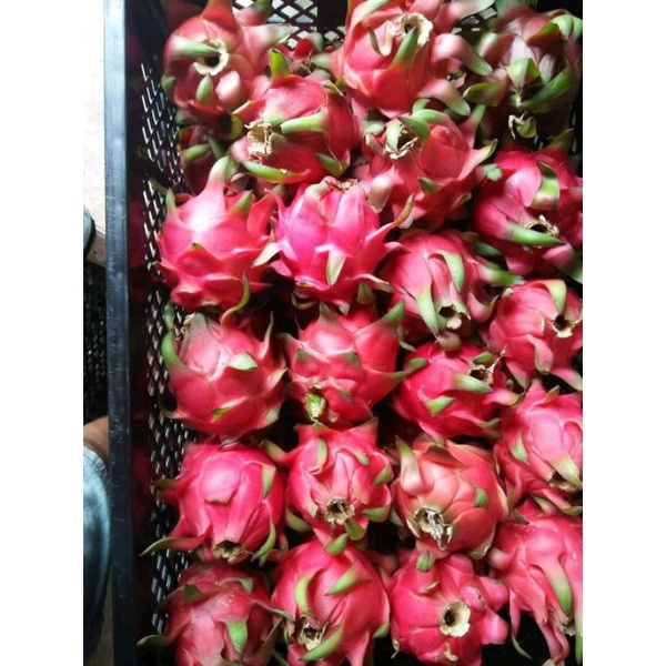 

Buah naga merah