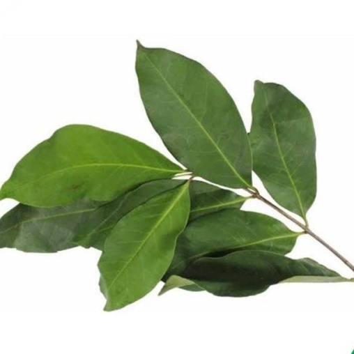 

Daun salam - daun salam fresh organik per 100 lembar