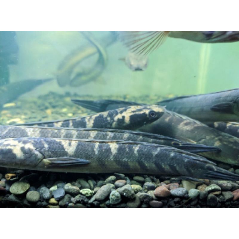 ikan channa yellow sentarum 14-15cm jaminan calon bunga cabung mekar