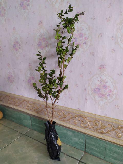 Bibit Anggur Brazil