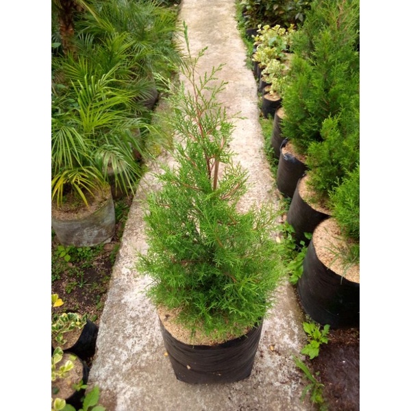 Cemara wangi / Cemara natal