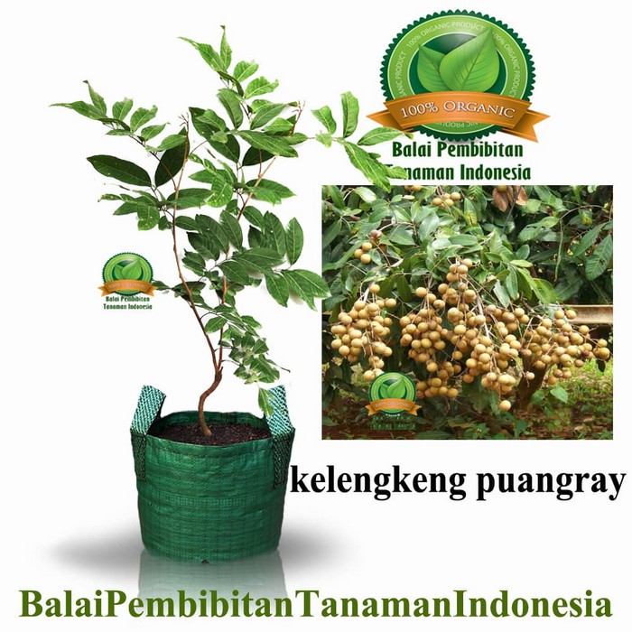 Bibit Kelengkeng Super