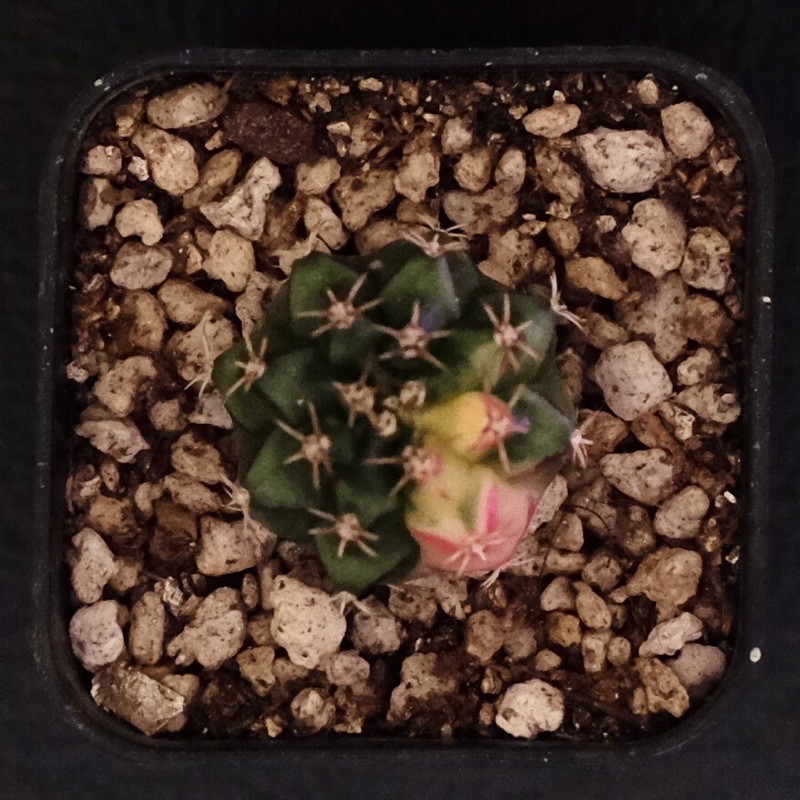 kaktus gymno gymnocalycium variegata W
