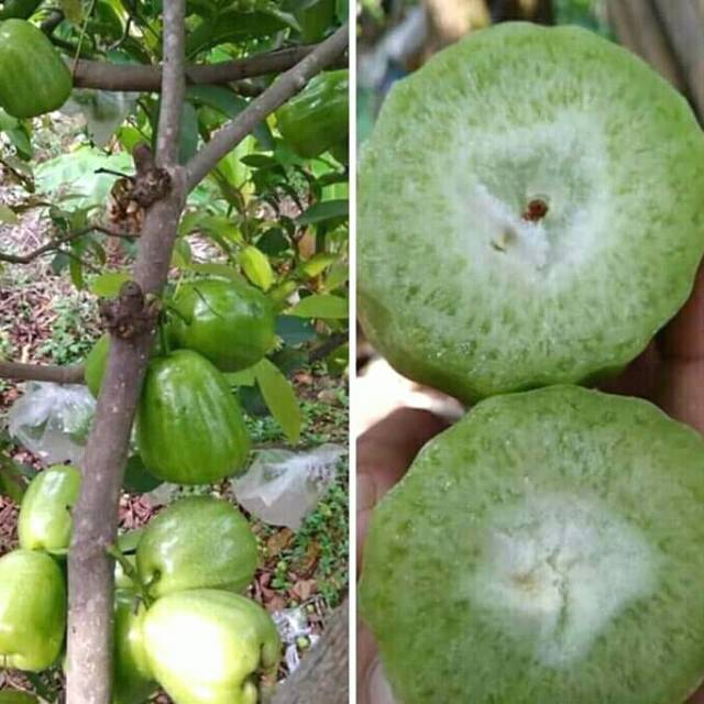 2 Bibit jambu air khiojok